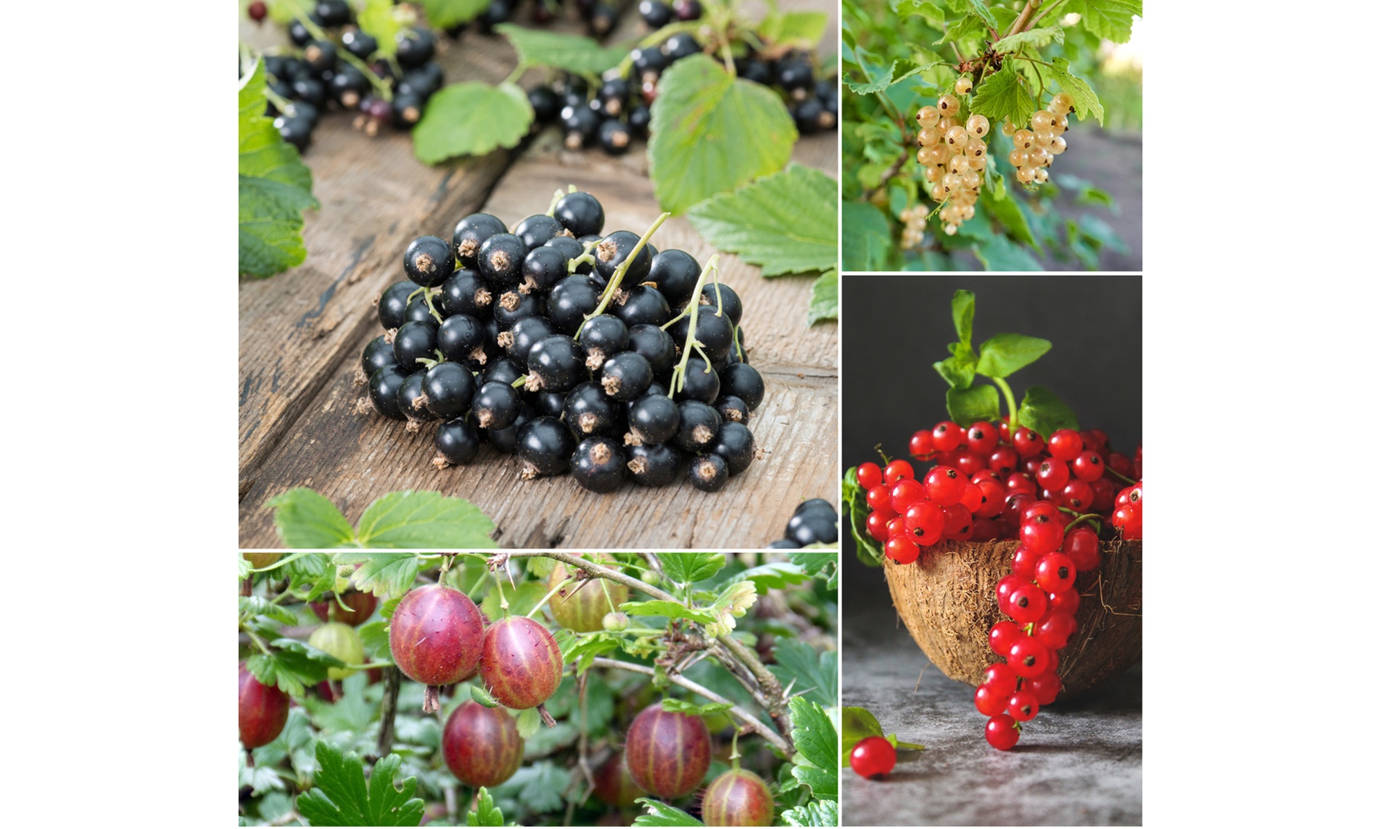 Set di 4 piante da frutto di Ribes selvatico