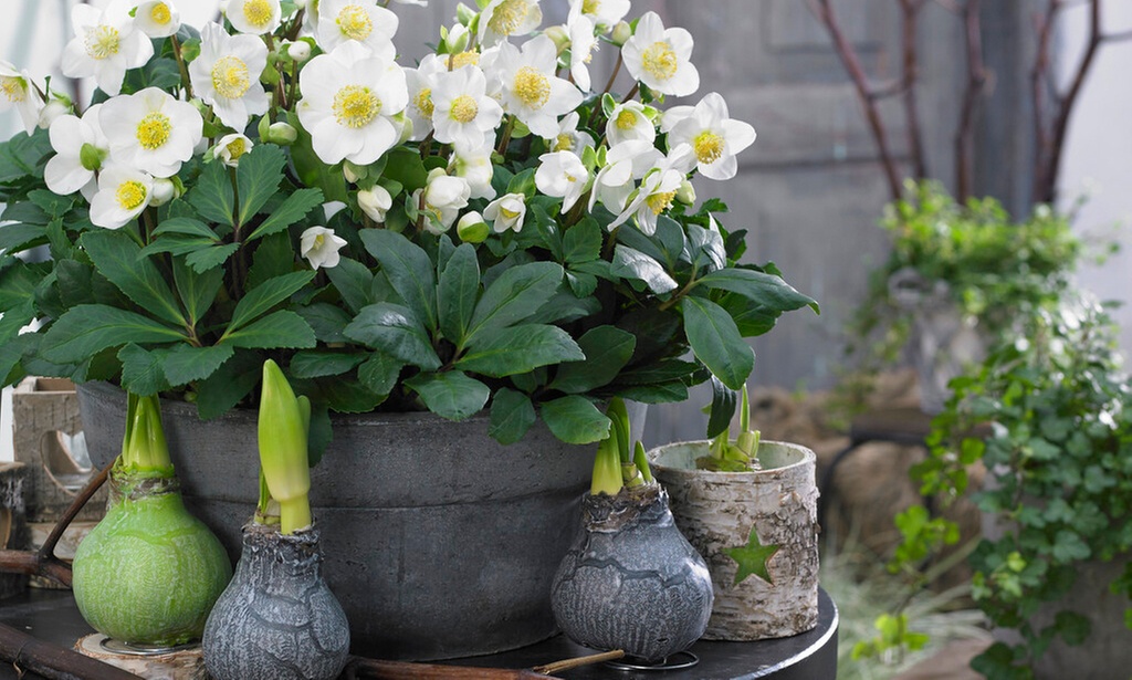 3x oder 6x Schneerose 'Christmas Carol'