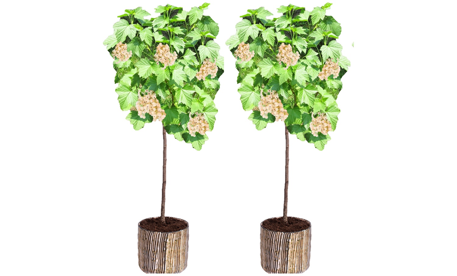 2er-Set weiße Johannisbeerpflanzen "Witte Parel"