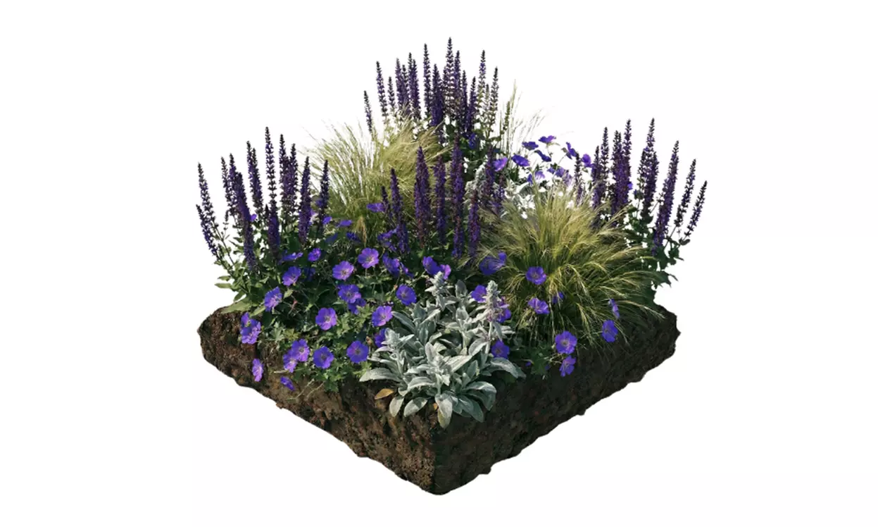 Mehrjähriges Set „Lila“ mit 8 Pflanzen