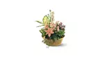 Great Discounts on All Plant Arrangements - No Restrictions!