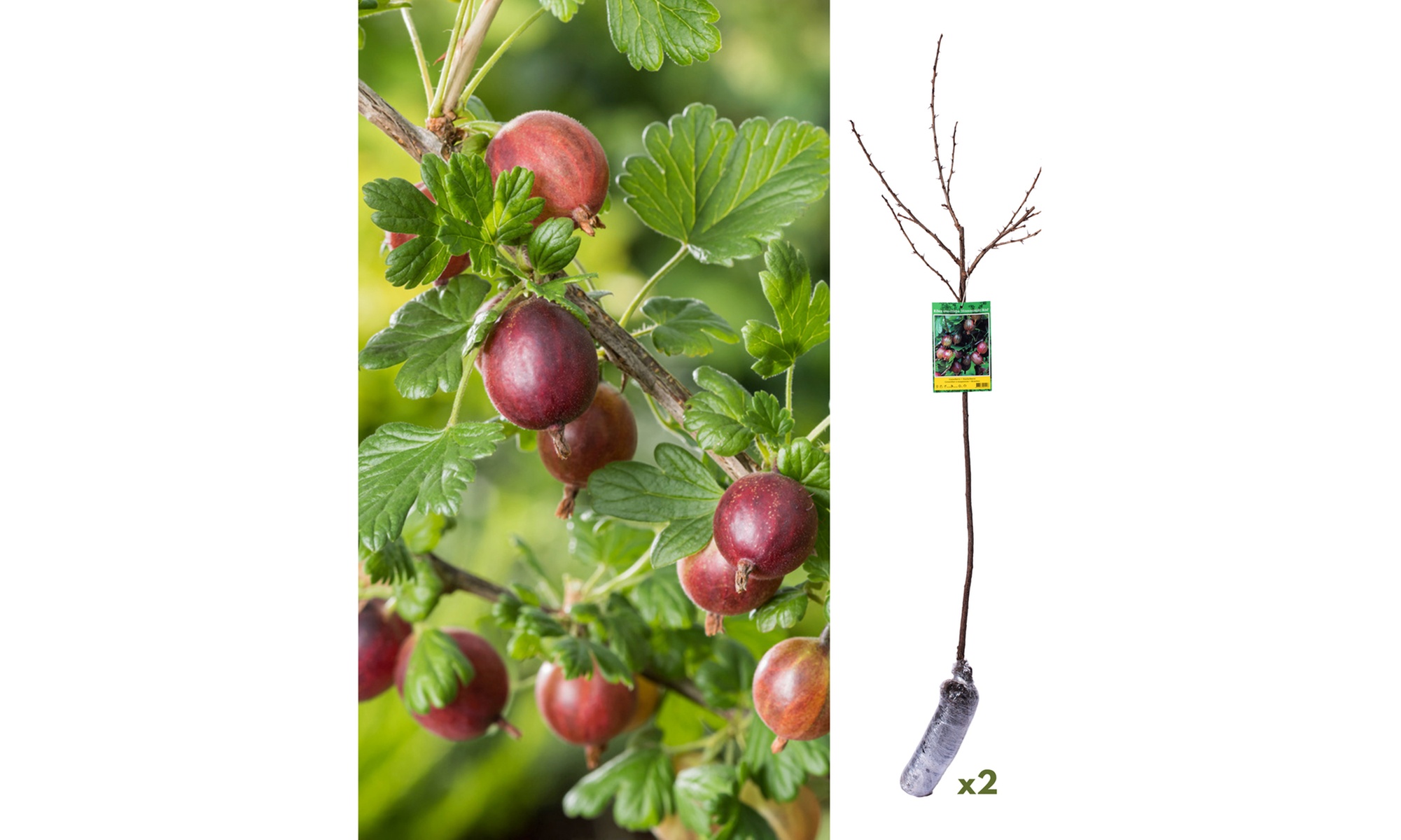 2 piante di uva spina rossa