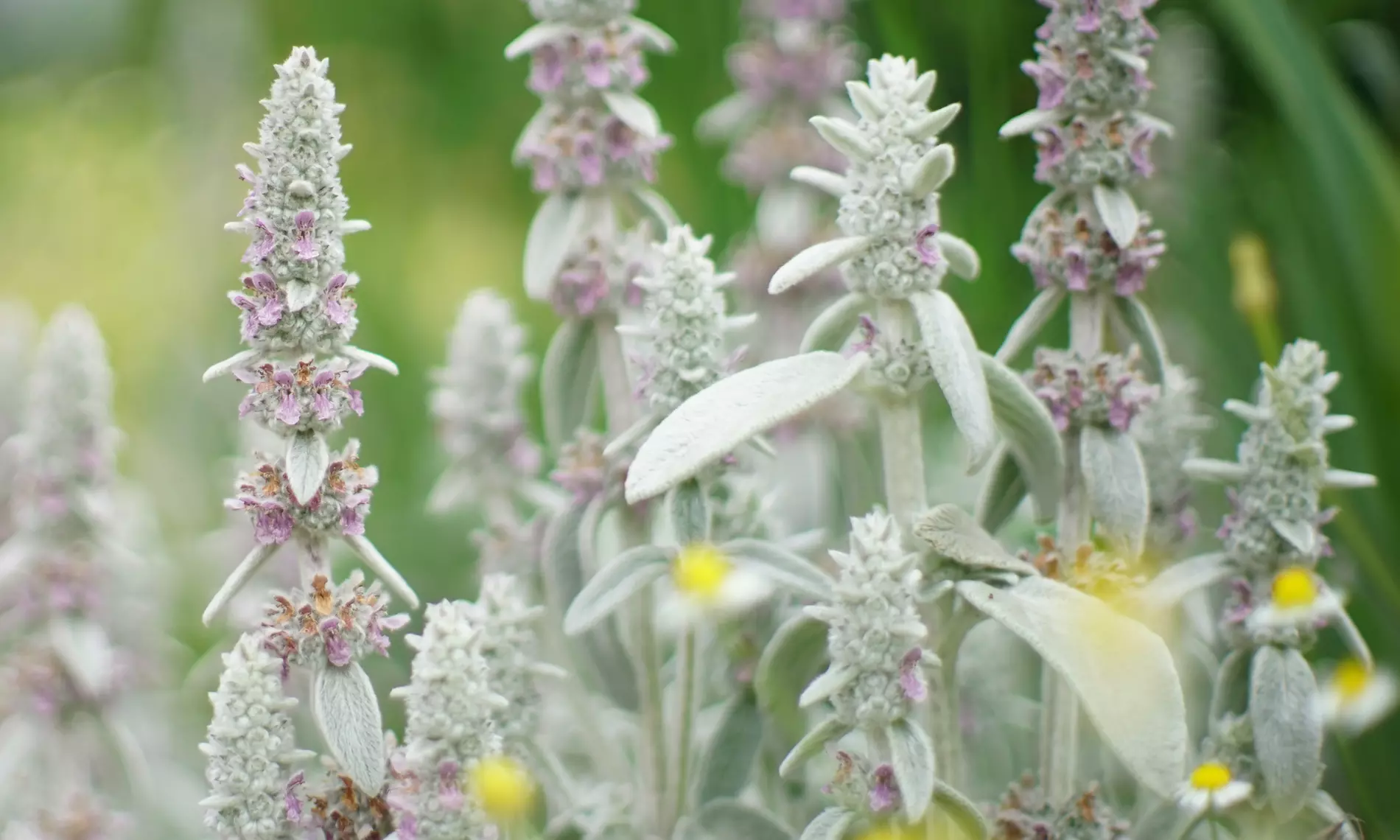 Mehrjähriges Set „Lila“ mit 8 Pflanzen