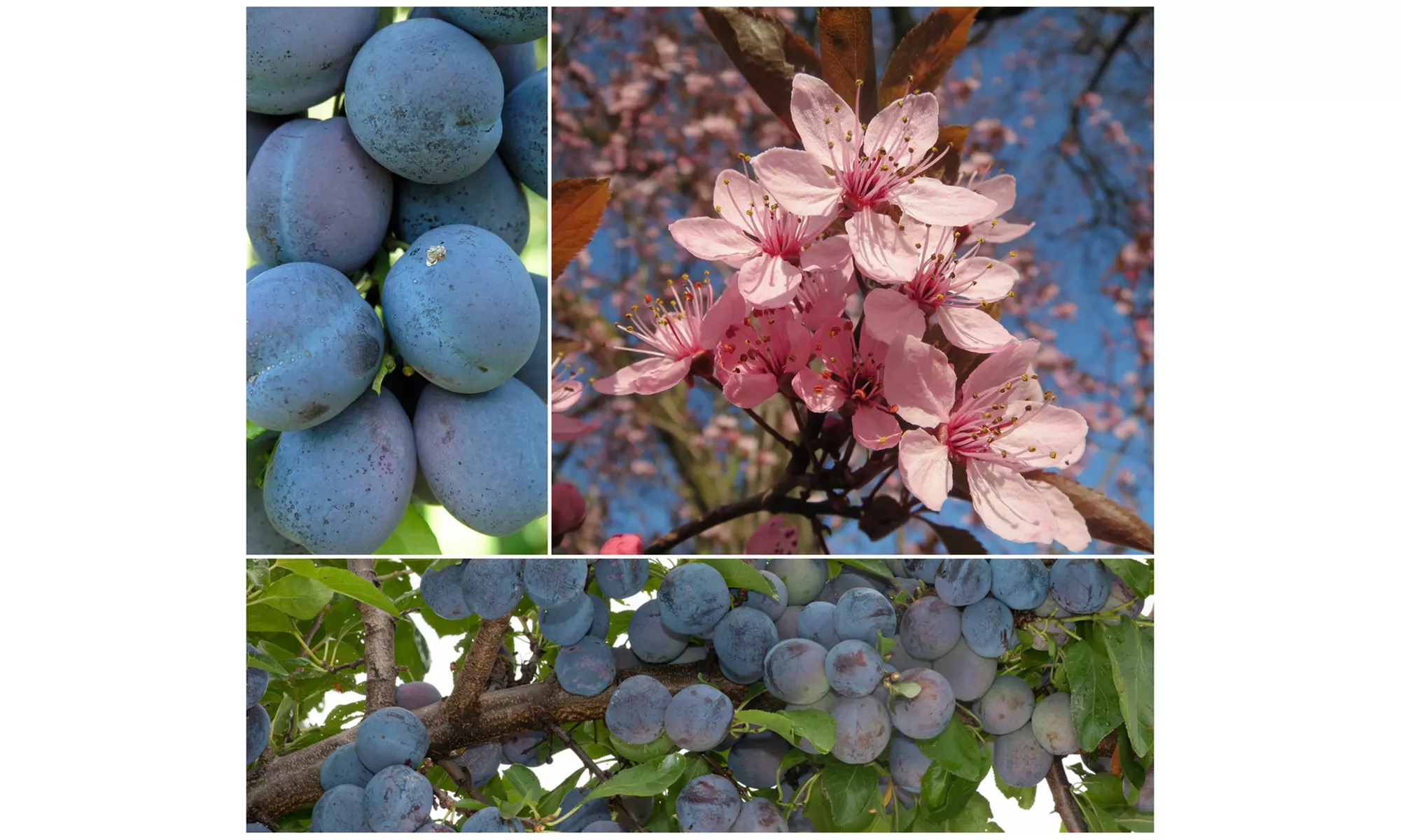 Set van 3 pruimenbomen 'Prunus domestica'