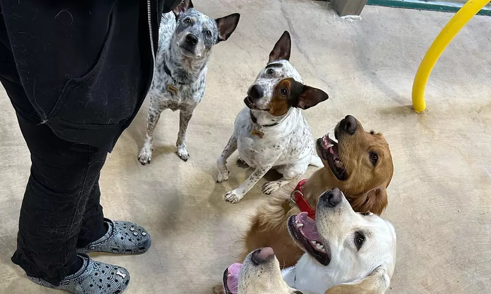 3 or 7-Night Dog Boarding Stay with Playtime & Personalized Care