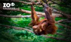 Zoo Aquarium de Madrid: una entrada para adulto, infantil o sénior