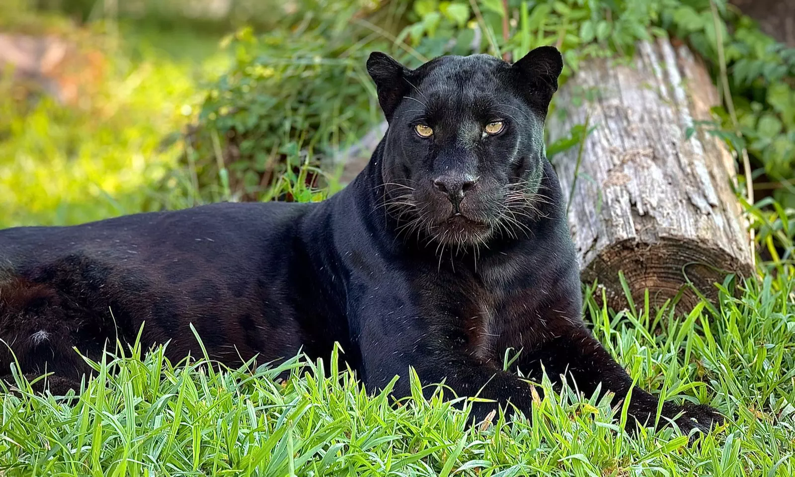 Up to 35% Off Wildlife Adventure Tours at Animal Park