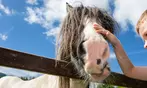 Family Fun at Greenan Maze: Mazes, Animals, and Treasure Hunt