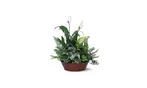 Great Discounts on All Plant Arrangements - No Restrictions!