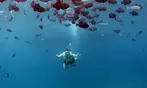 Experience Oahu's Magical Sunset Snorkel Cruise with Dolphins & Dinner