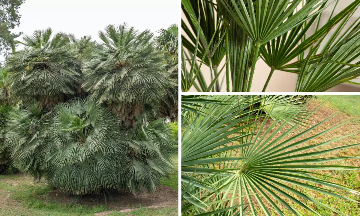 Set van 1 of 2 Europese Dwergpalmen