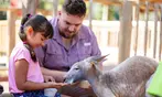 END OF SUMMER SALE! Busch Gardens Tampa Ticket Deals - Save Up to 62%