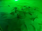 Sharkey's Glass Bottom Kayak Night Tour with Fish Feeding