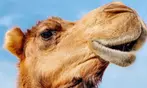 40% Off Zoo Admission or VIP Experience at Georgia Untamed Zoo
