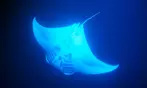 Night Time Manta Ray Snorkel Deals for One Adult at My Kona Adventures