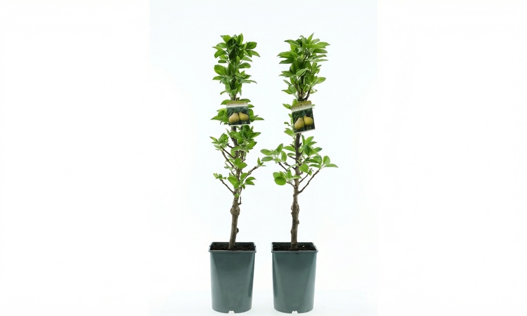 2 arbres fruitiers colonnes gain de place