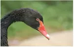Familien-Tageskarte für den Solinger Vogel- und Tierpark