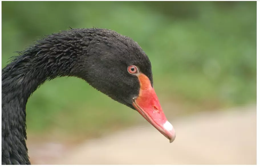 Familien-Tageskarte für den Solinger Vogel- und Tierpark