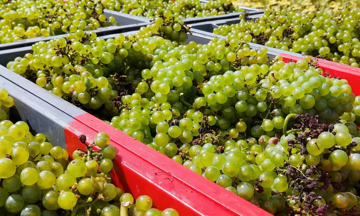 ✈ 6-Day Portugal Wine & Food RoadTrip w/ Air, Car & Hotel from Worldee