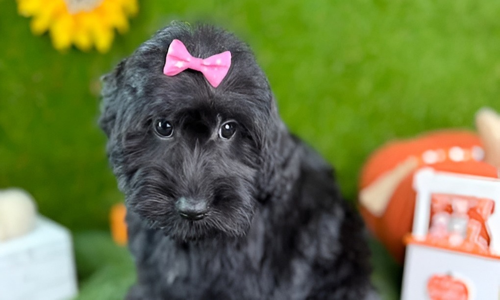 Pamper Your Pup With Sanitary Groom & Freshness Packages For All Sizes