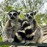 African Safari Wildlife Park: Drive & Walk-Thru Safari w/ 400+ Animals