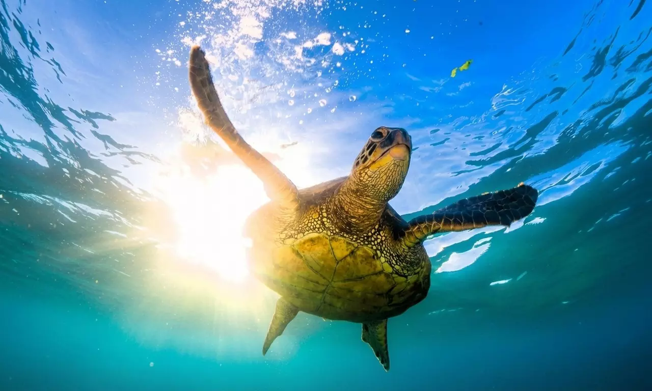 Basic Try Dive Including Equipment or Scuba Diving for One or Two