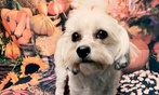 Comprehensive Dog Grooming Package!
