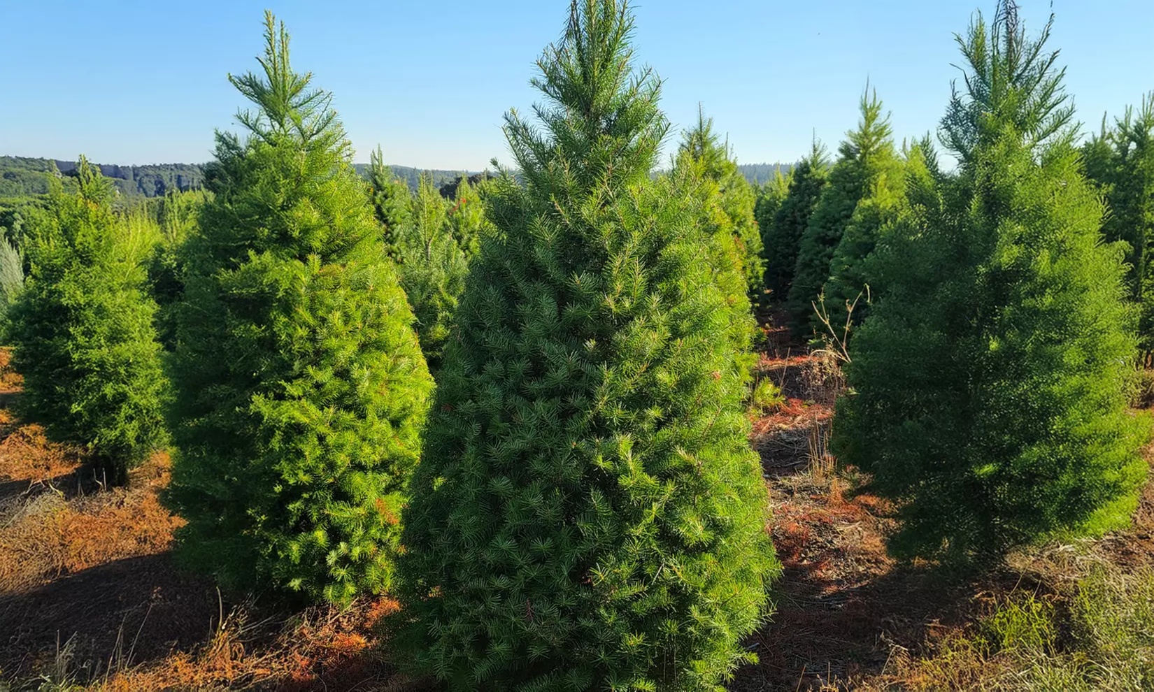 Fraser’s Nobles Nordman‘s & Silver Tips Christmas Trees and More