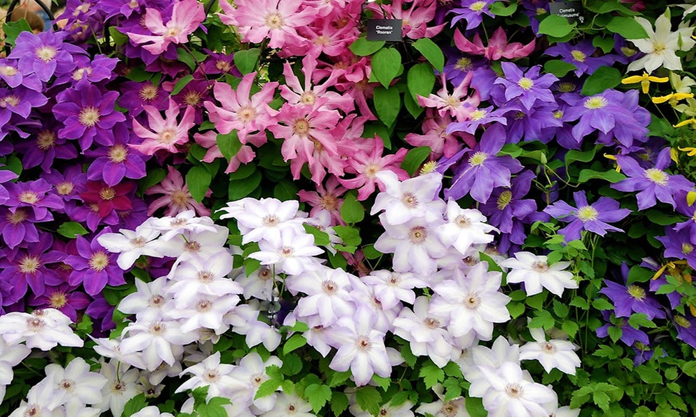 1x oder 2x 3er-Set Clematis Pflanzen