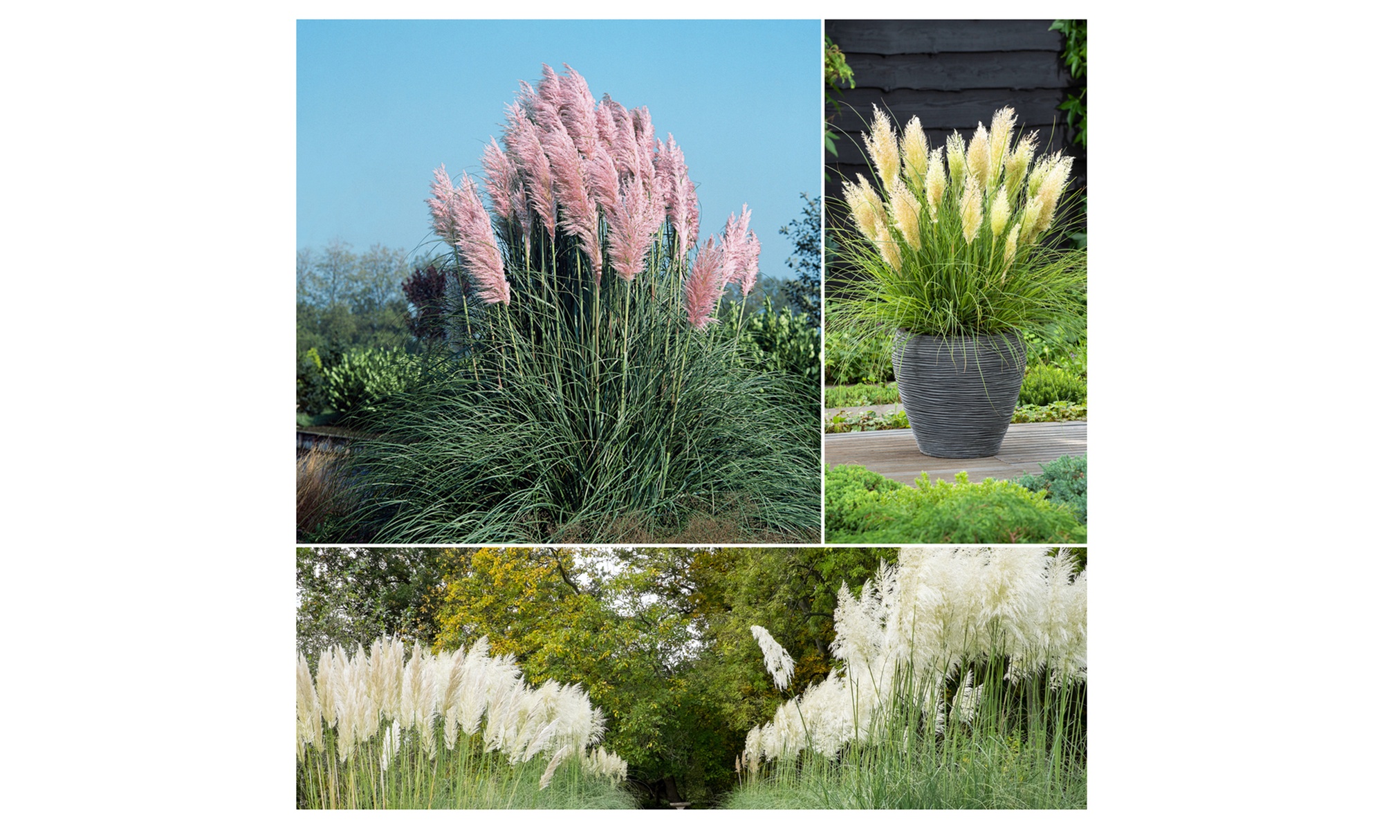 3 of 6 pampasgras planten