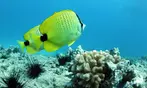 Experience Oahu's Magical Sunset Snorkel Cruise with Dolphins & Dinner