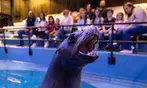 Georgia Aquarium General Admission Ticket Deals