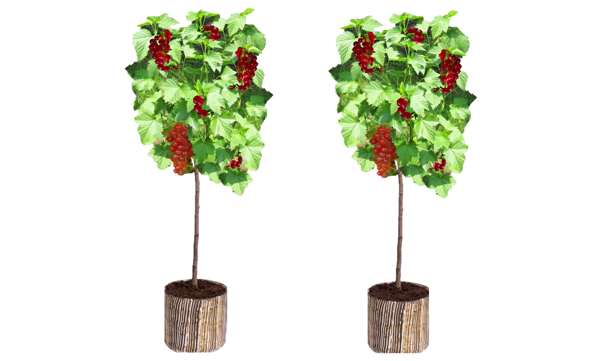 2x rote Johannisbeerpflanzen mit Stamm