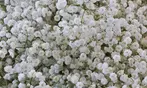 Flower Bulb Collections: Bleeding Hearts, Baby's Breath, Gladiolus, Bee & Butterfly Garden