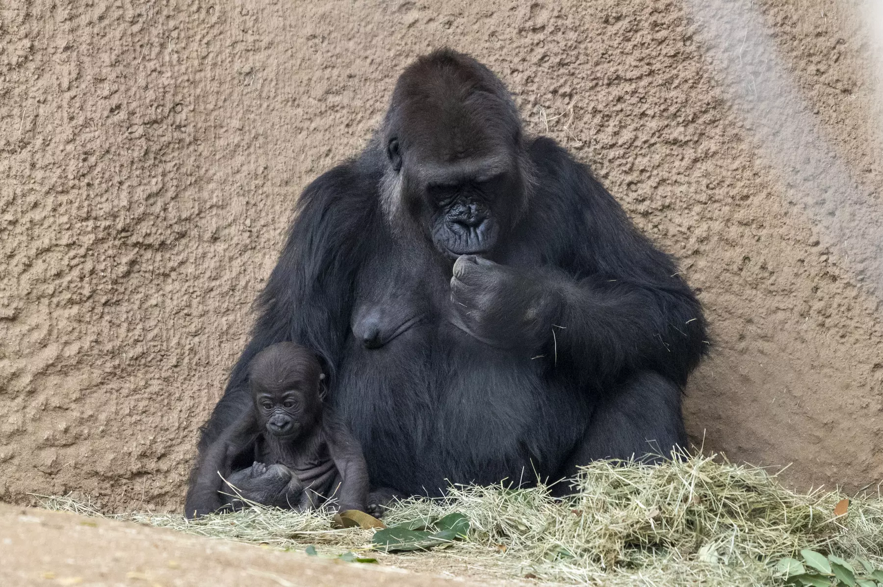 LA Zoo Admission - Explore Incredible Wildlife at the Los Angeles Zoo