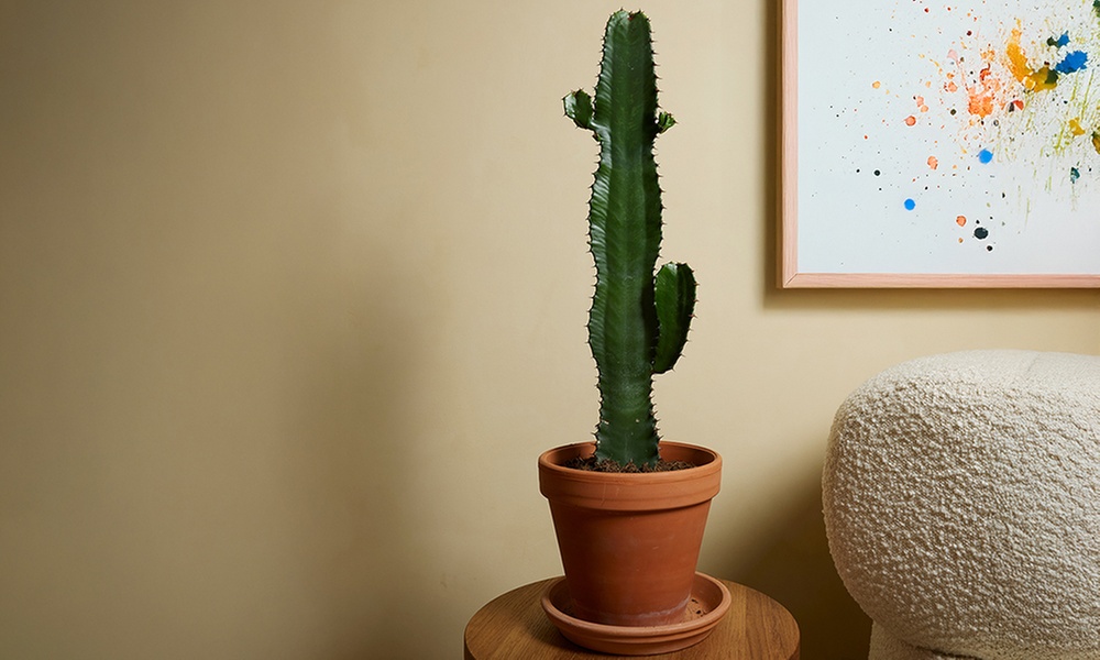 1 o 2 Piante Di Euphorbia Aruensis "Cowboy Cactus" - Altezza 60-70 cm