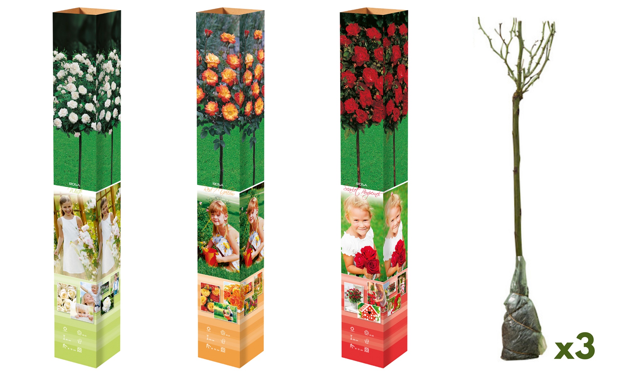 3 o 5 piante di rose da giardino