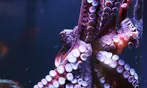 Aquarium of the Bay Ticket Deals & Discounts