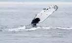 Book Now & Save 10% on Monterey Bay Whale Watching Tours