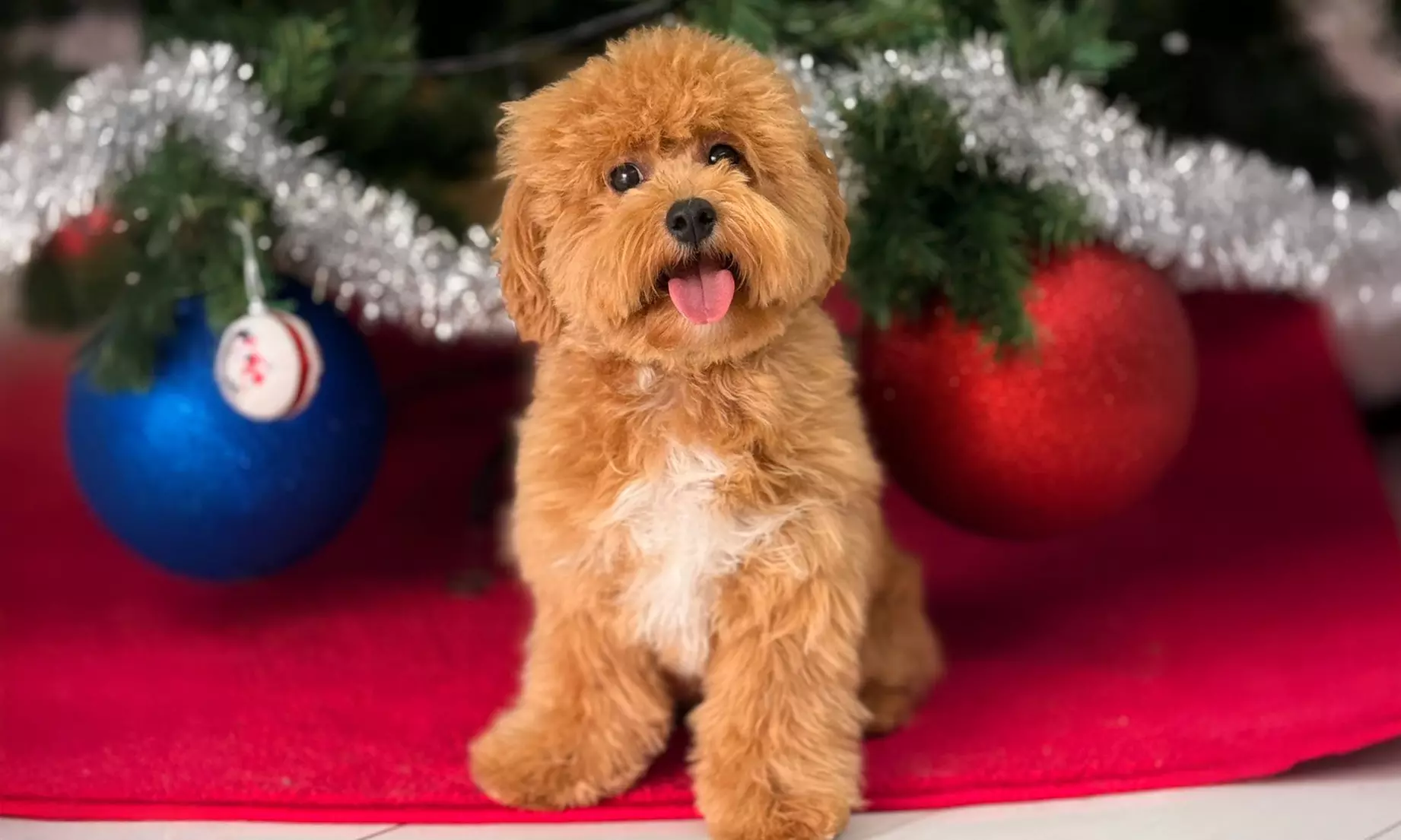 Pawfect Makeover: Basic & Full Pet Grooming for Cats and Dogs