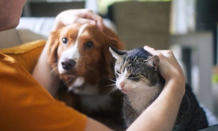 ¡Cuida a tu mascota! Esterilización para perro macho, gato o gata