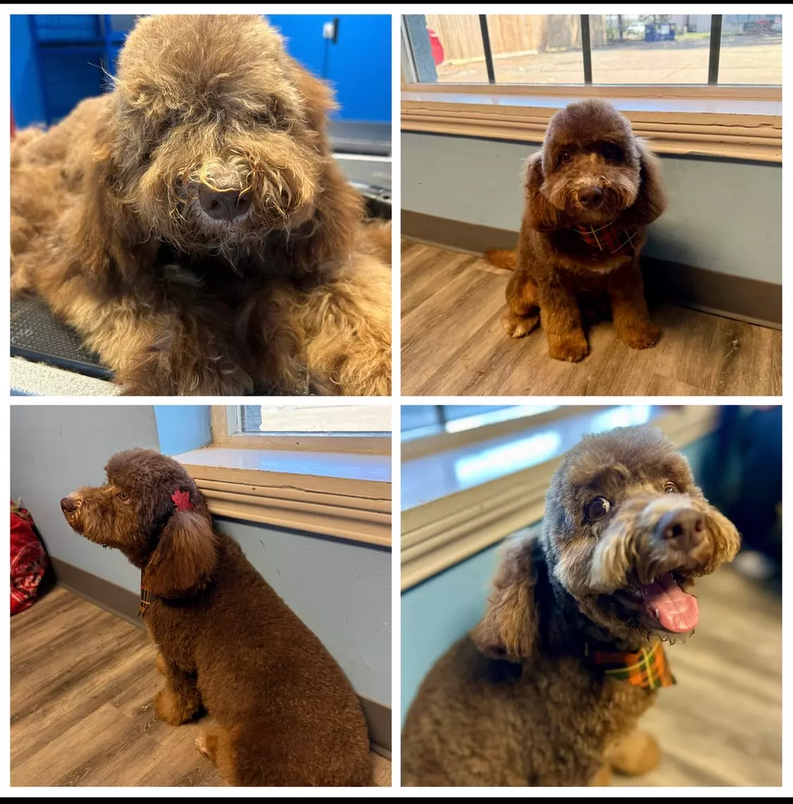 Full Service or Doodle/Poodle Full Service Grooming Package for Dogs!