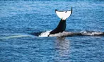 3-4 Hour Guaranteed Whale Watch Tour with Island Adventures