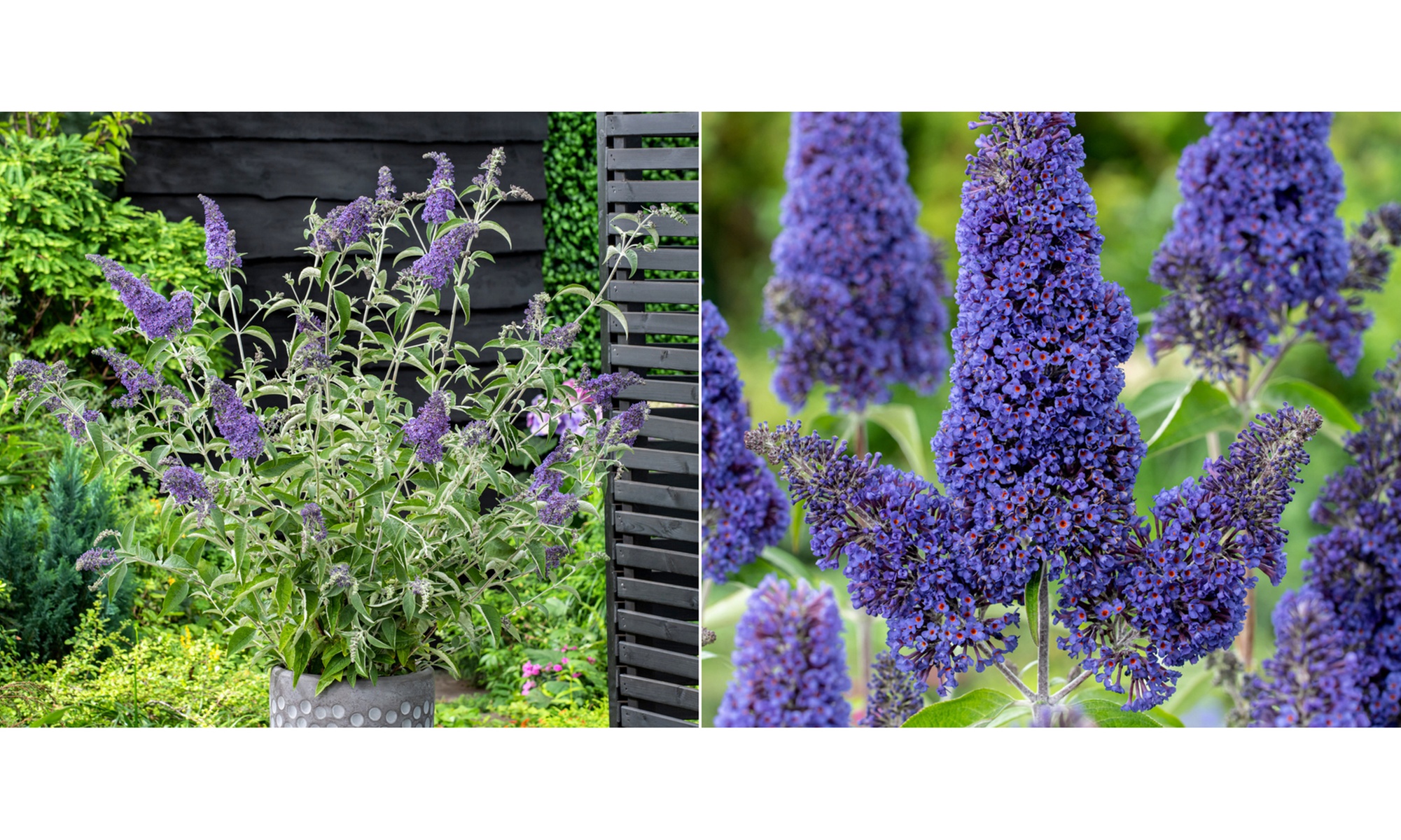 Jeu de 3 ou 6 douilles papillon