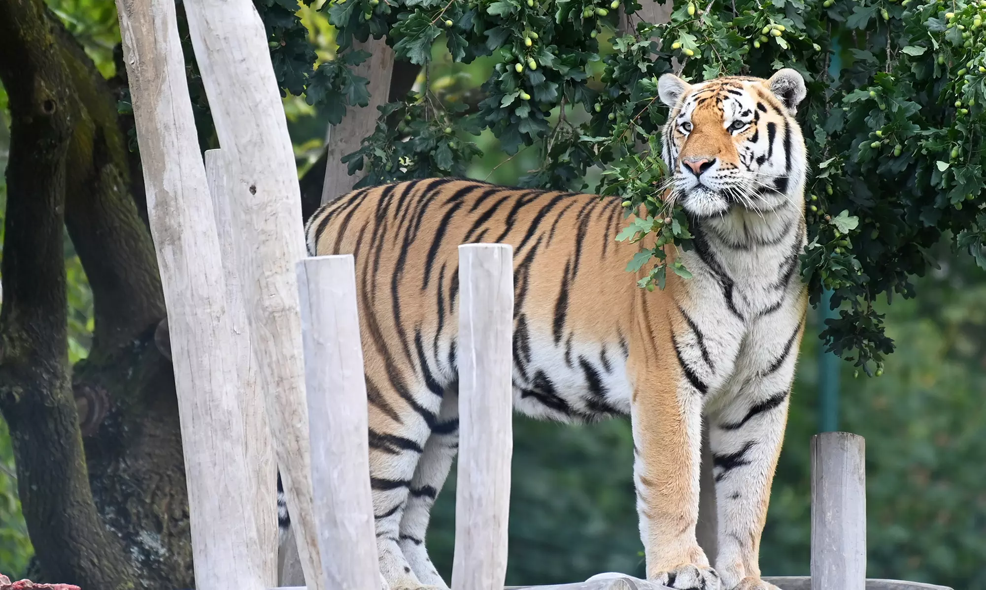 Bellewaerde Park : billet pour une journée complète d’aventure