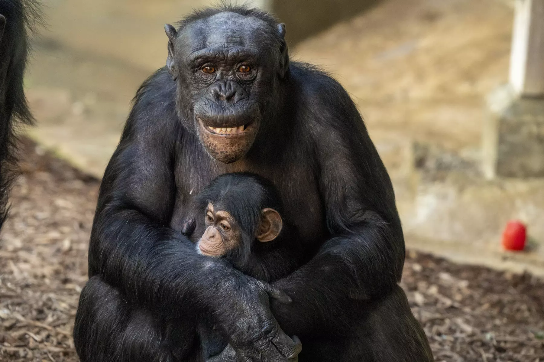 LA Zoo Admission - Explore Incredible Wildlife at the Los Angeles Zoo