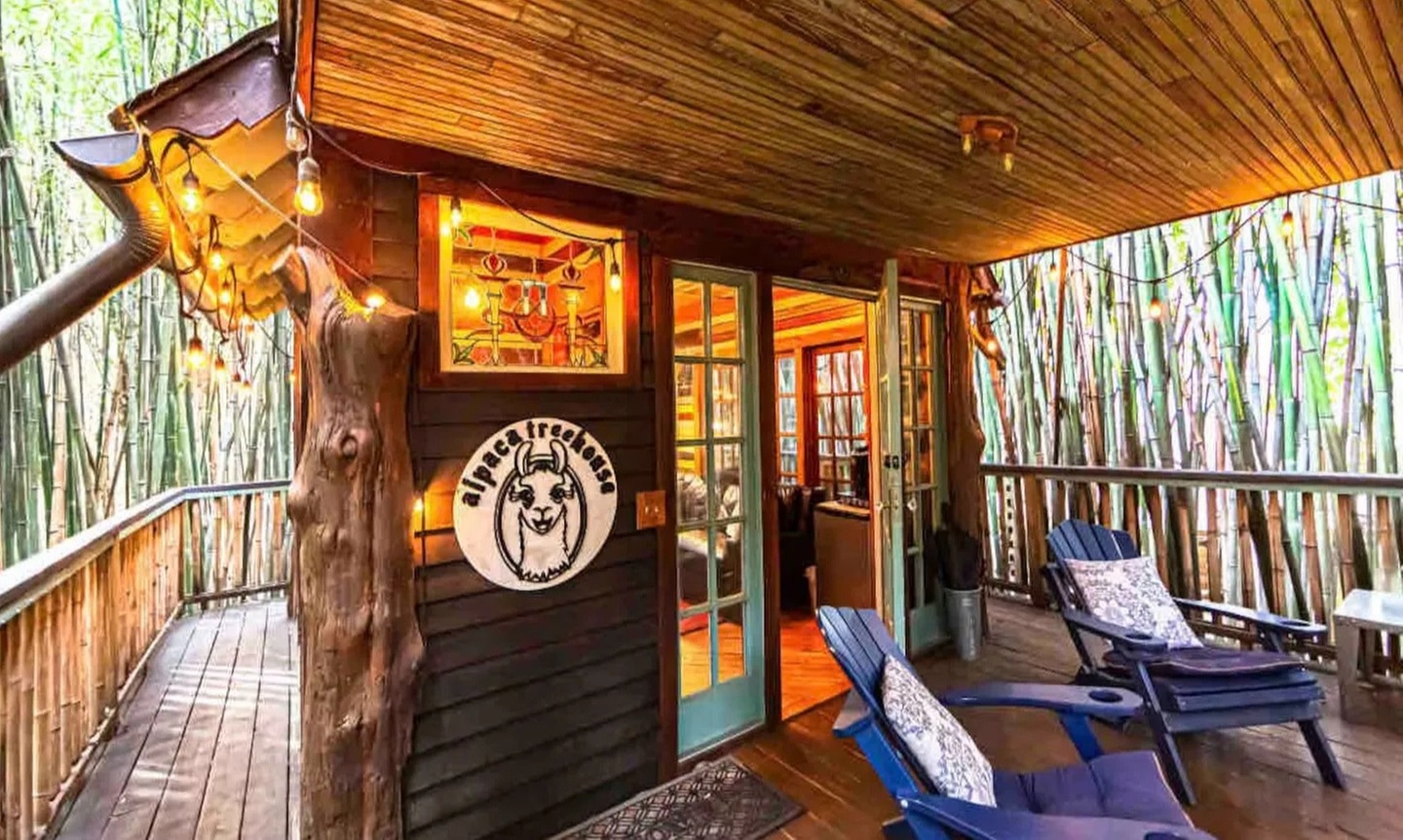 Llama Yoga & Alpaca Encounters in Atlanta's Bamboo Forest