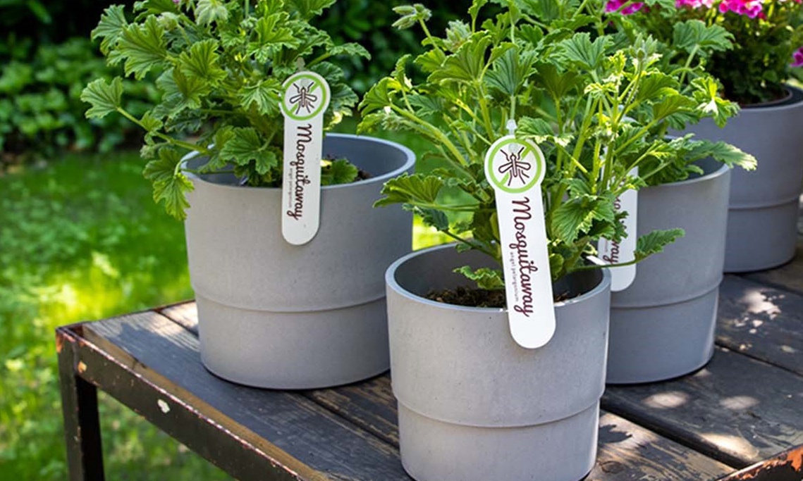 3 o 6 piante di Pelargonium Graveolens anti-zanzare