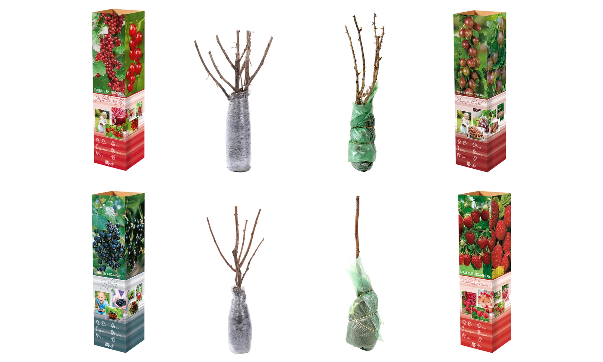 Plantes d'extérieur au choix, faciles d'entretien