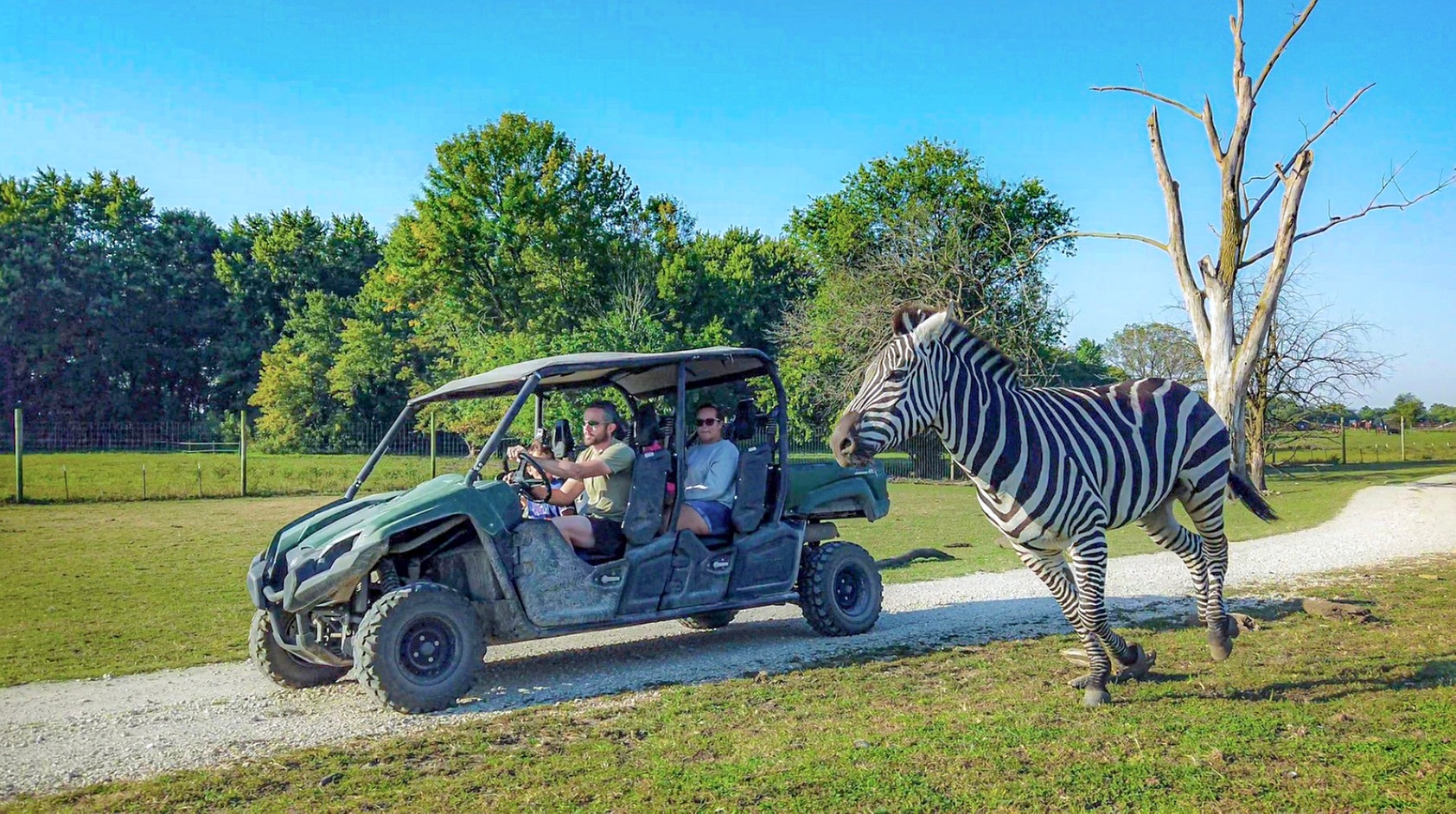 Safari Park Passes with Drive Through and Walk Through Access